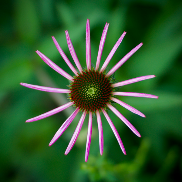 Echanges en Reiki - fleur symbolisant le partage