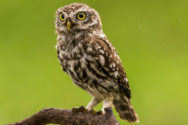 Hibou - Programme avacé en Reiki