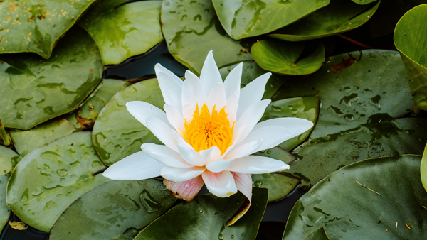 Lotus rose - cours de 1er niveau en Reiki