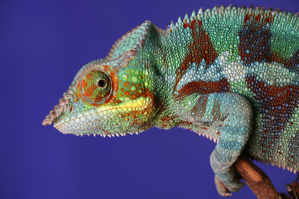 caméléon, symboles, cours de 2ème niveau en Reiki
