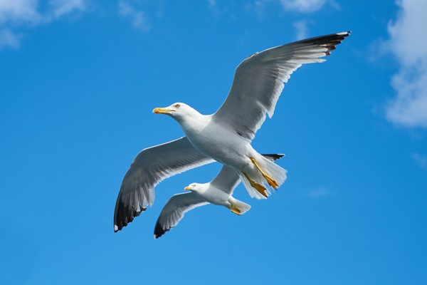 oiseaux dans le ciel - cours de 3ème niveau en Reiki